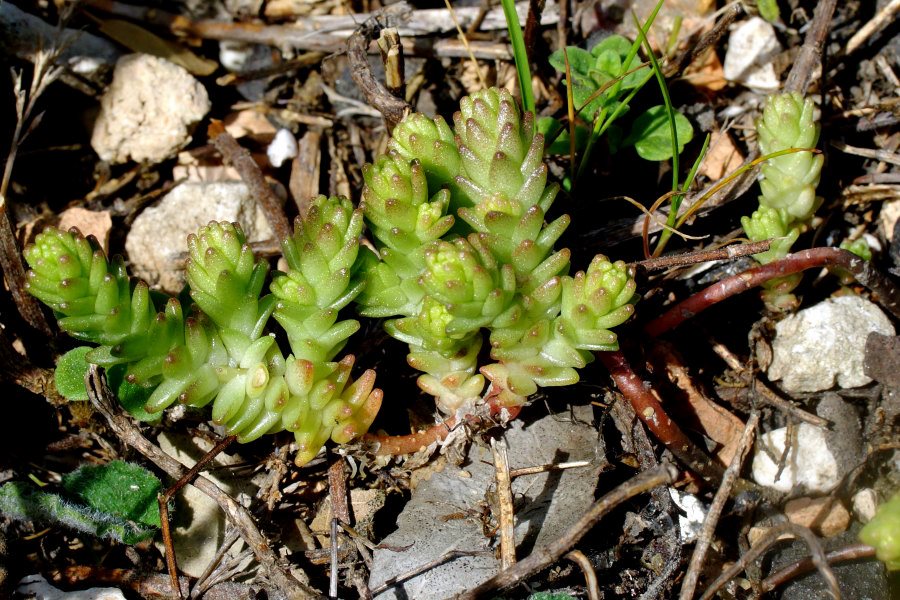 Sedum acre / Borracina acre